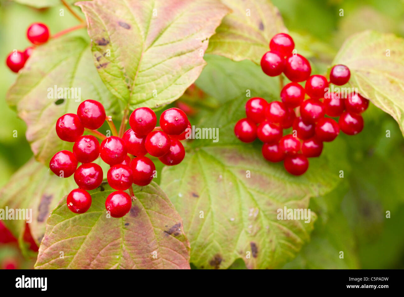 Viburno Rose; Viburnum opulus; bacche; Cornovaglia; Regno Unito Foto Stock