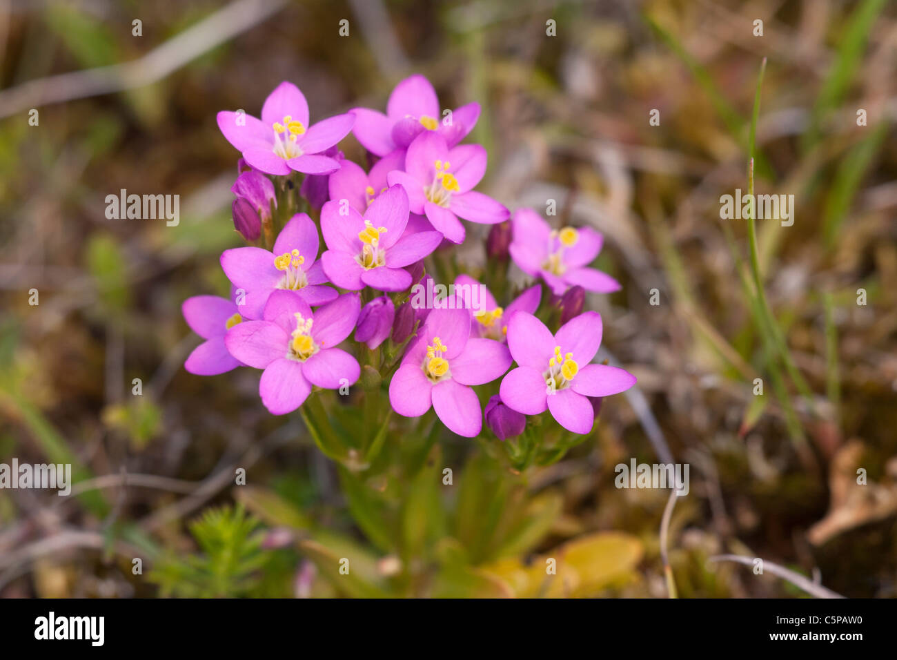 Mare Centuary Centaurium littorale piante in fiore Foto Stock