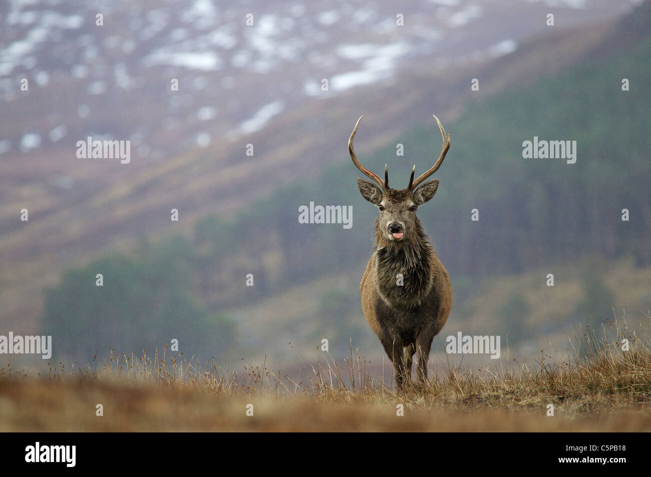 Red Deer stag, Cervus elaphus, in piedi nel paesaggio scozzese, Cairngorms National Park, Scotland, Regno Unito Foto Stock