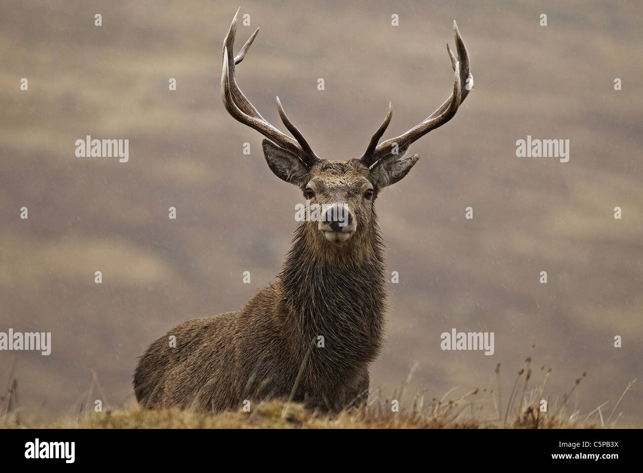 Red Deer stag, Cervus elaphus, in piedi nel paesaggio scozzese, Cairngorms National Park, Scotland, Regno Unito Foto Stock
