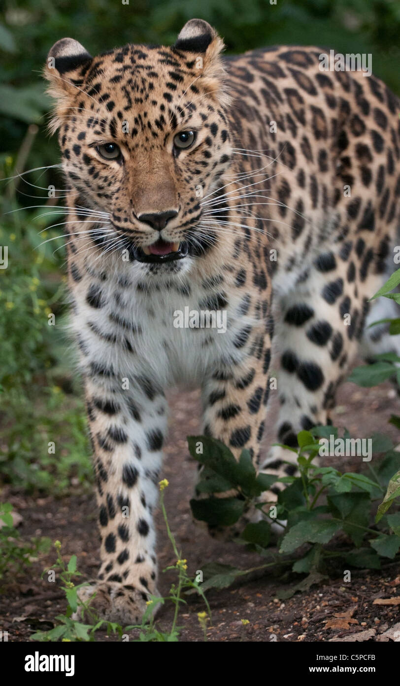 Femmina di leopardo di Amur acceso verso la telecamera Foto Stock