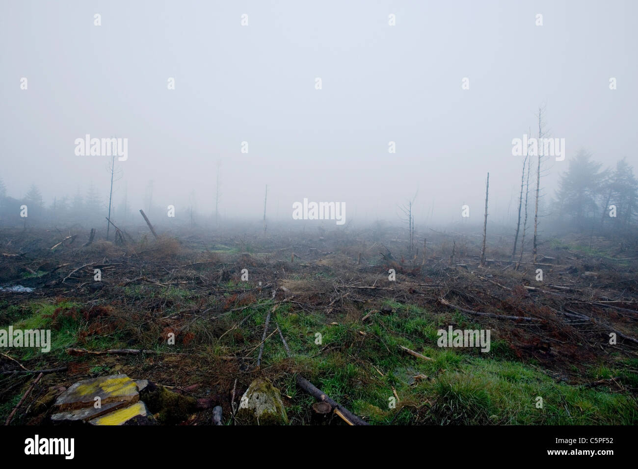 Vista di una foresta pietrificata in un atmosfera di nebbia Foto Stock