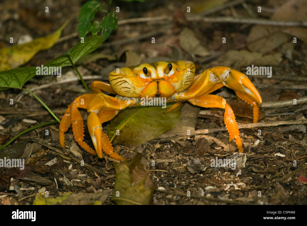 Nero granchi di terra, Gecarcinus ruricola, migrazione Playa Girn, Baia dei maiali, Cuba Foto Stock