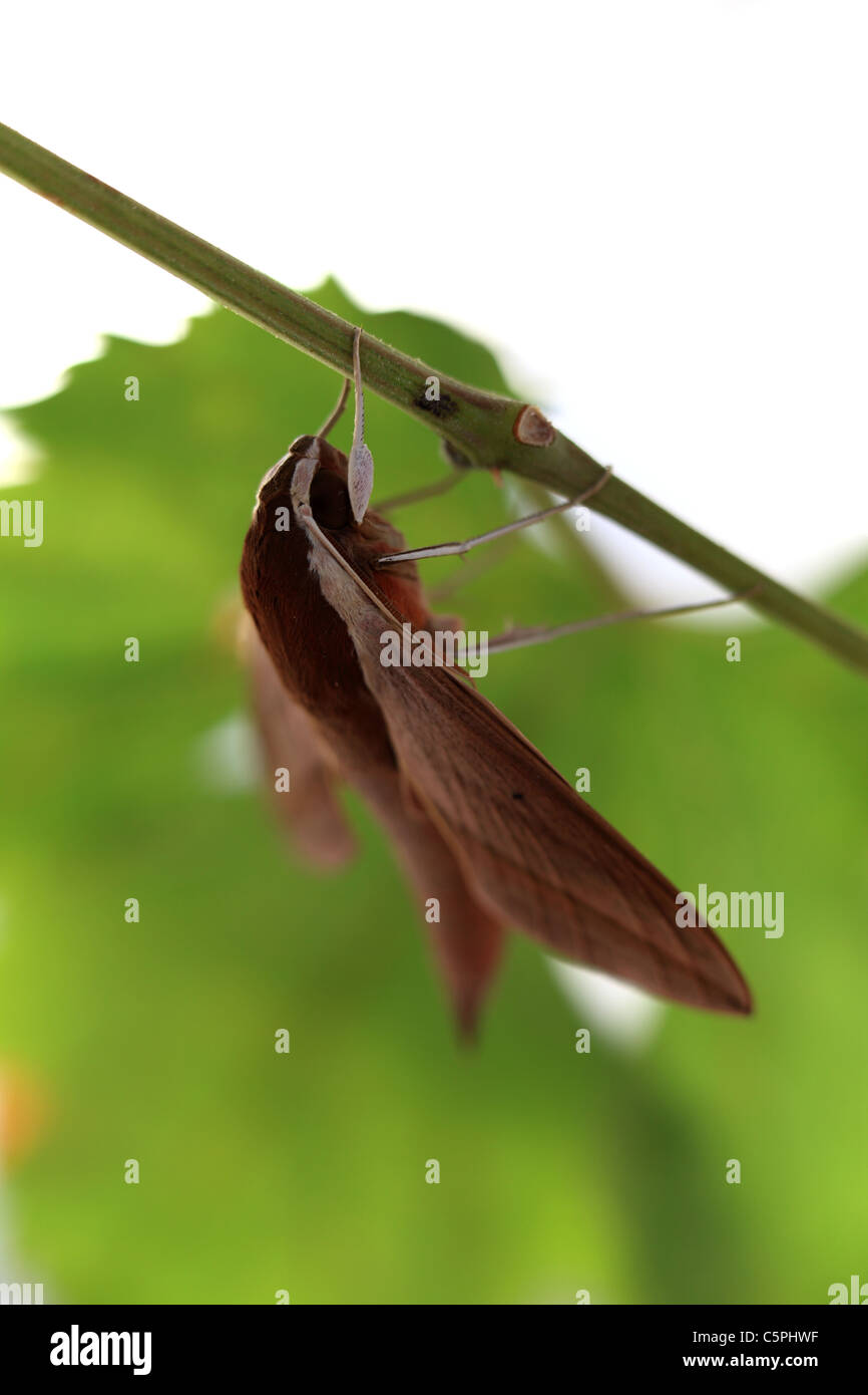 Hawk moth su foglia di vite Foto Stock