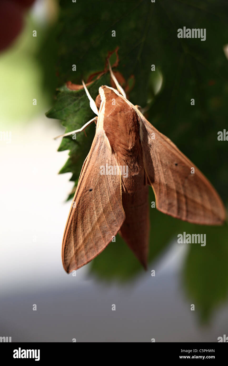 Hawk moth su foglia di vite Foto Stock