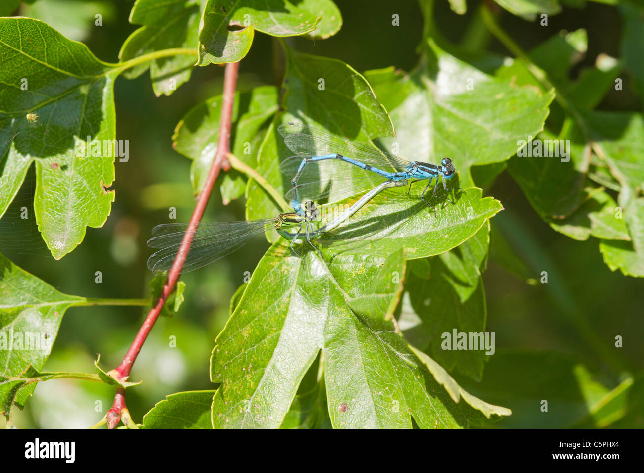 Comune Damselflies blu arroccato su una foglia di allevamento Foto Stock