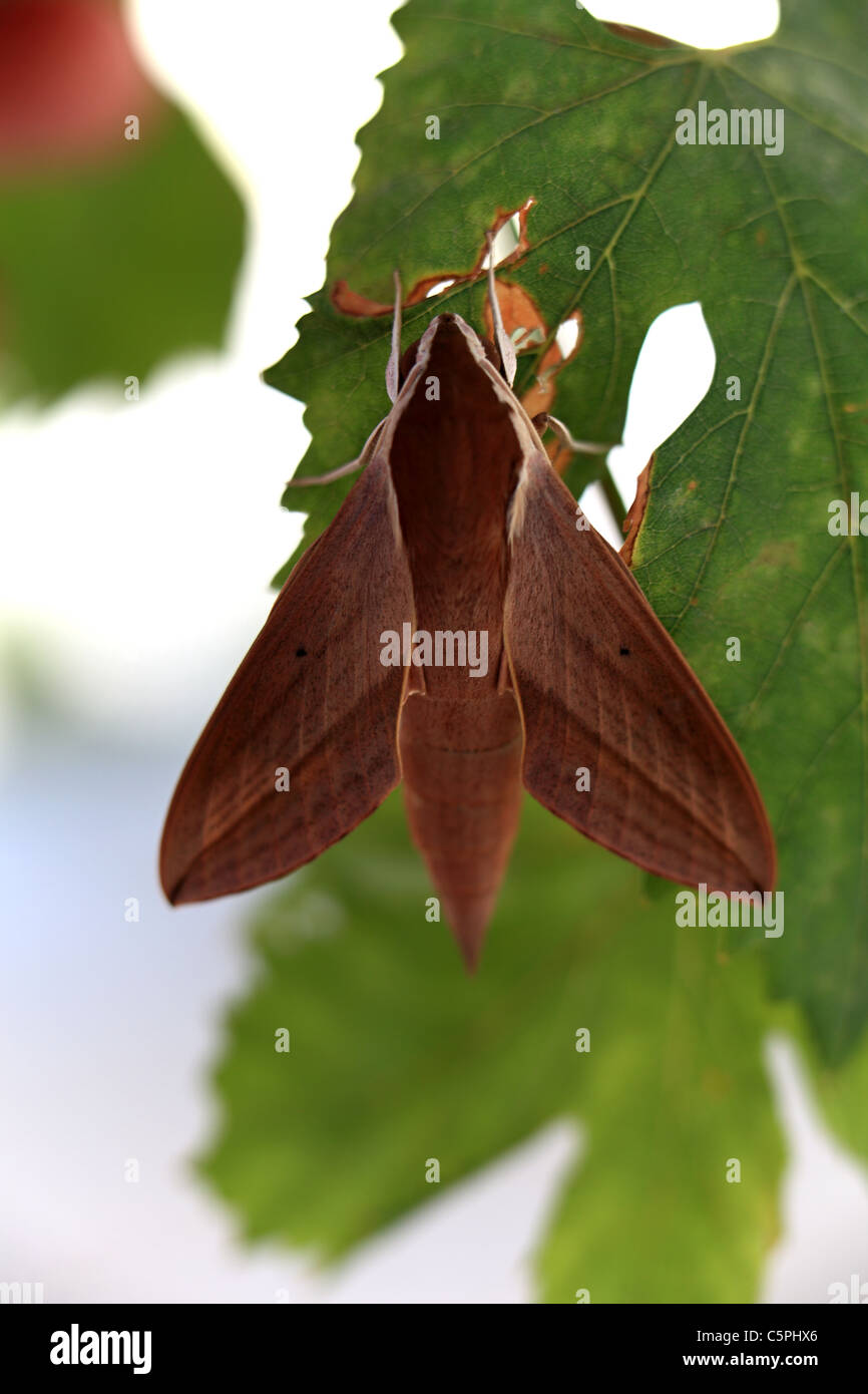 Hawk moth su foglia di vite Foto Stock