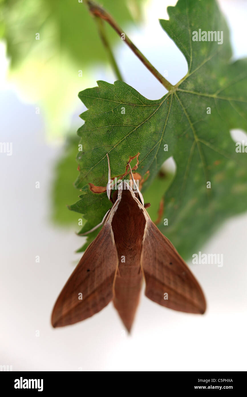 Hawk moth su foglia di vite Foto Stock