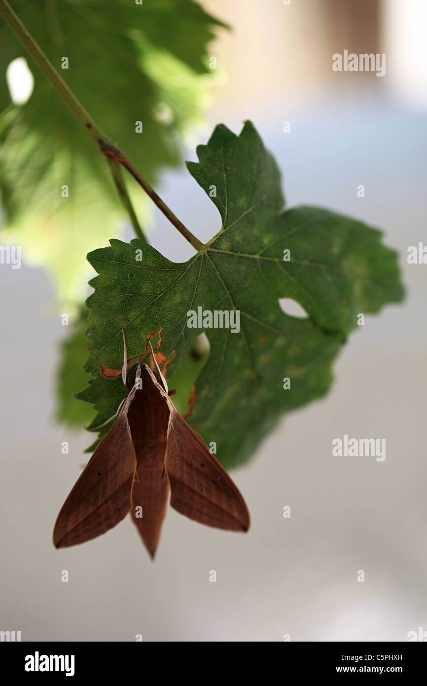 Hawk moth su foglia di vite Foto Stock