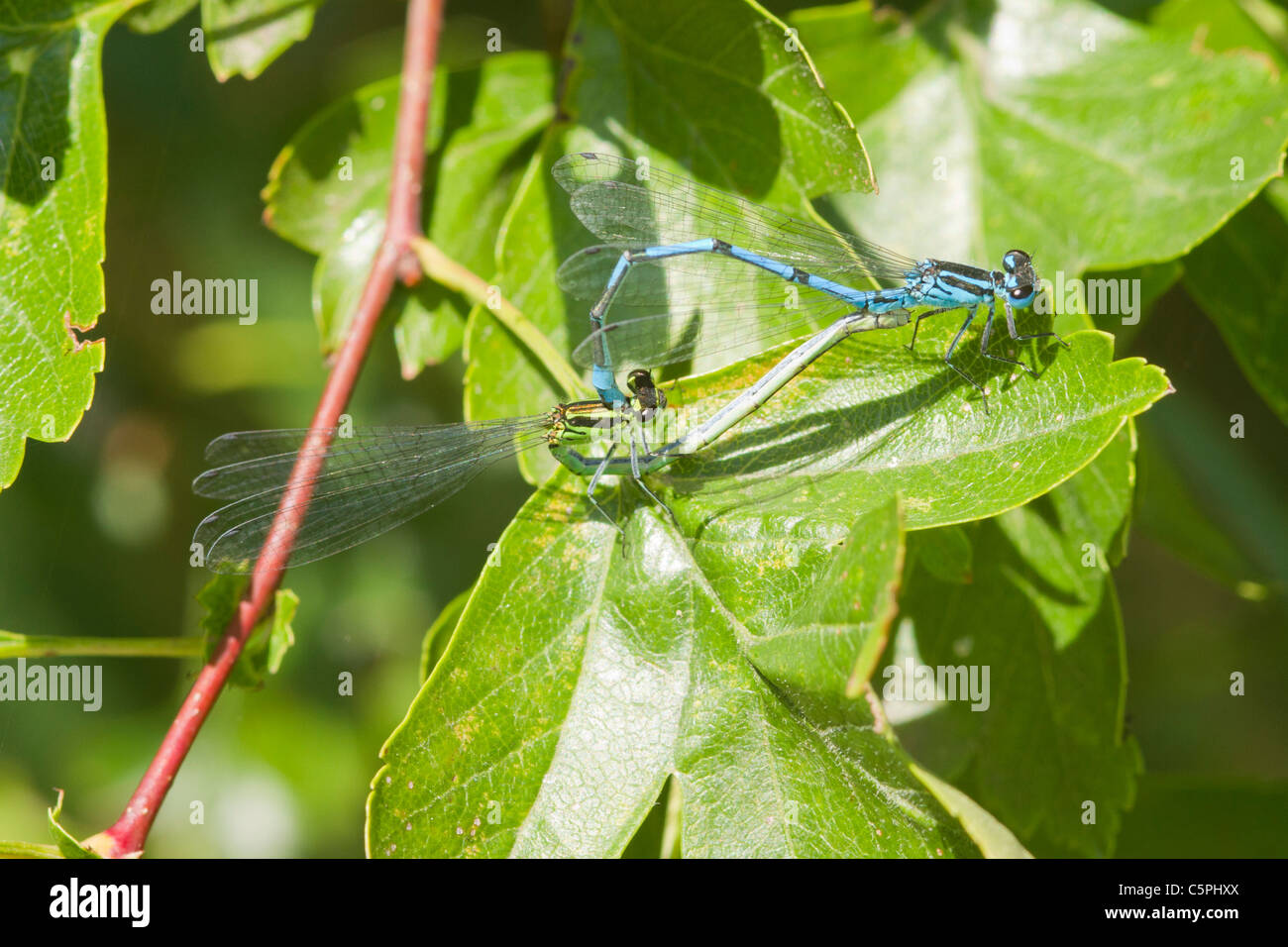 Comune Damselflies blu arroccato su una foglia di allevamento Foto Stock