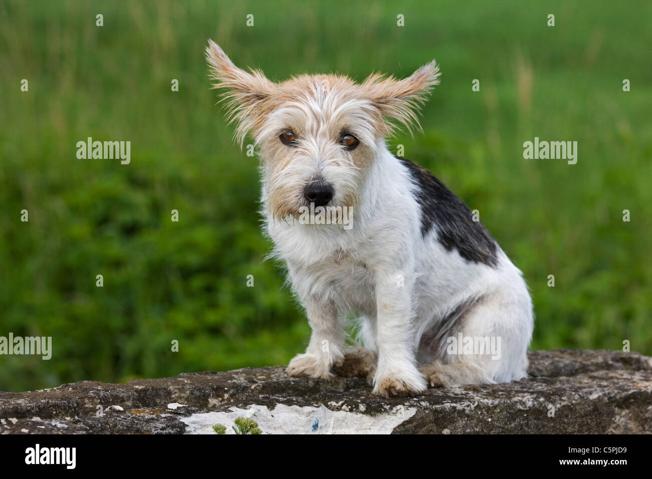 Rough-rivestito Jack Russell Terrier (Canis lupus familiaris) in giardino Foto Stock