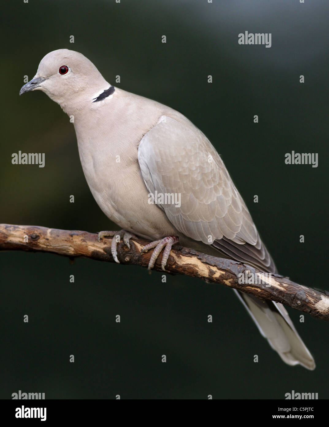 Dettaglio della colomba a collare (Streptopelia decaocto) su un ramo con dark sfondo sfocato Foto Stock