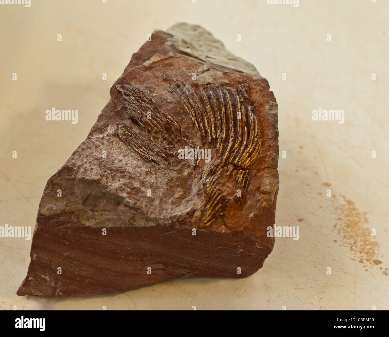 Esemplare di Coelacanthus combustibili. Immagine presa al San Giorgio di scoperta di dinosauri sito a Johnson agriturismo a San Giorgio, Utah. Foto Stock