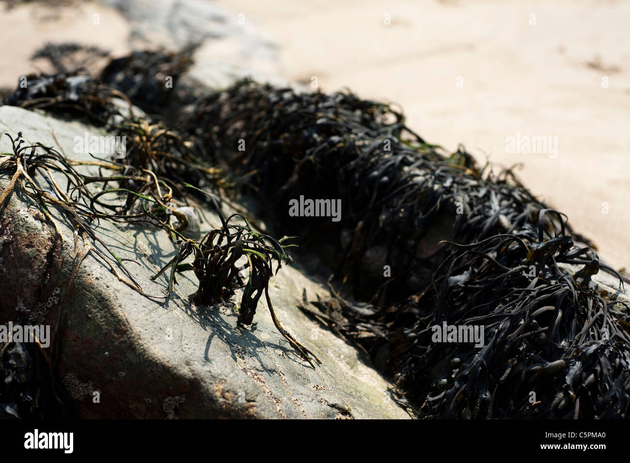 La vescica Wrack alghe sulle rocce, South Pembrokeshire, Wales, Regno Unito Foto Stock