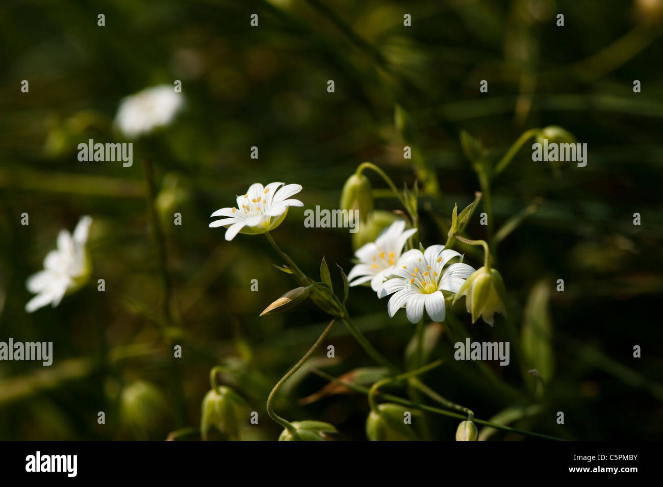 Lesser Stitchwort, Stellaria graminea, in fiore Foto Stock