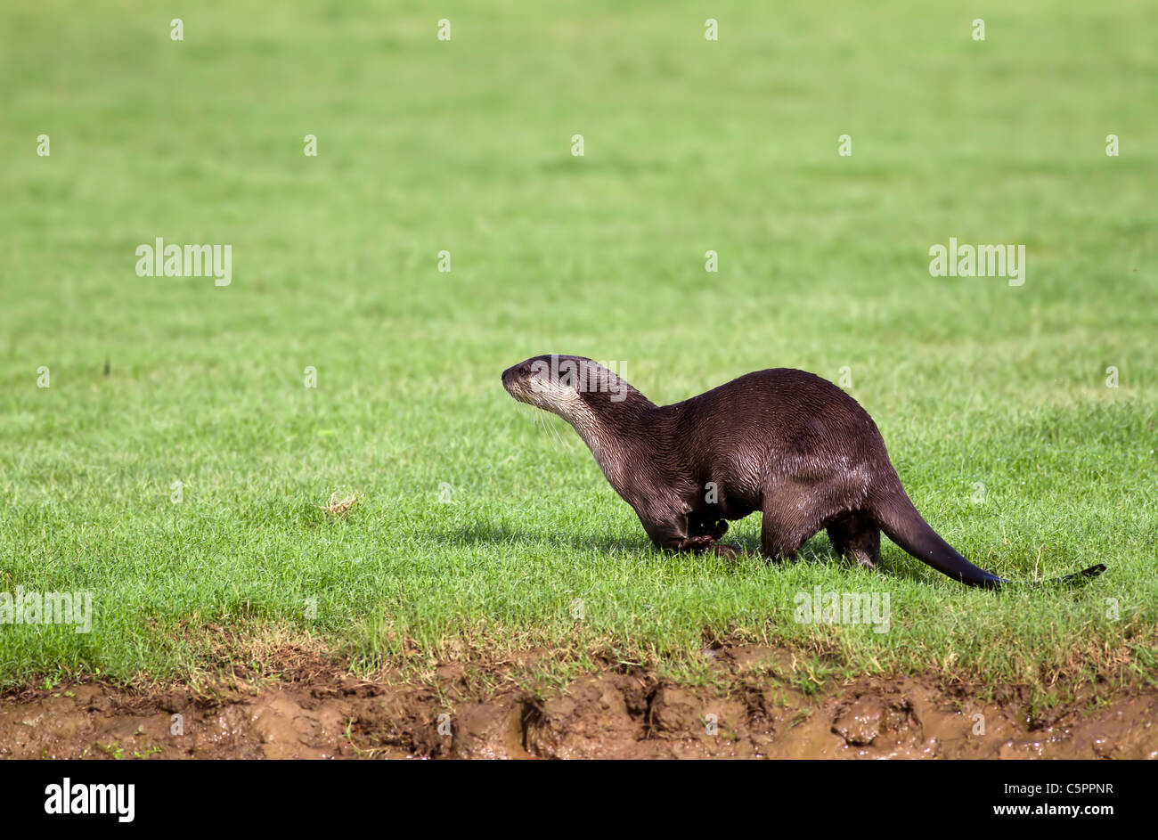 Rivestimento liscio Otter in esecuzione su erba coperte riva del fiume Foto Stock