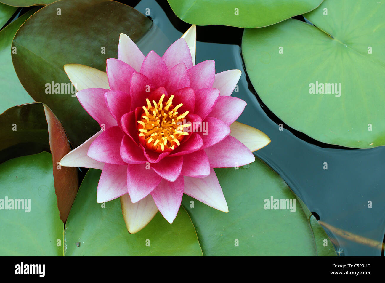 Acqua di rosa lily Nymphea Foto Stock