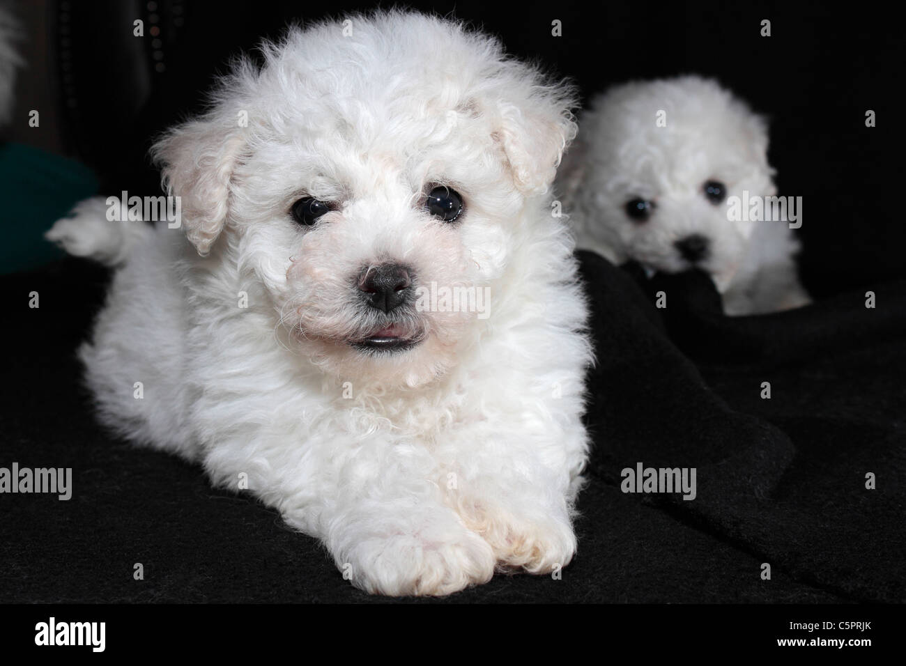 Sei settimane vecchio Bichon Frise cuccioli Foto Stock