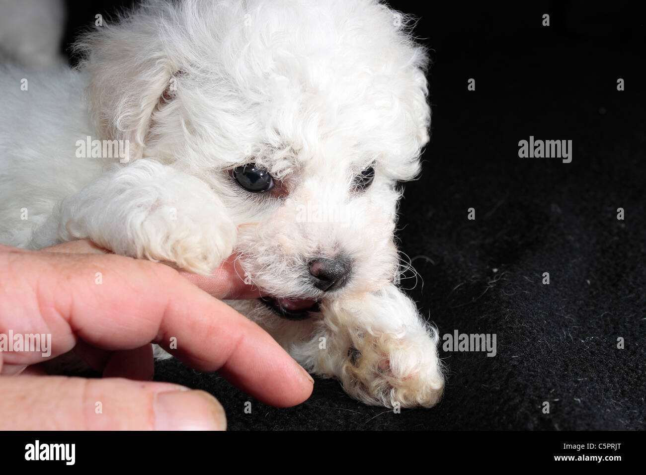 Sei settimane vecchio Bichon Frise cucciolo masticare su di un dito Foto Stock