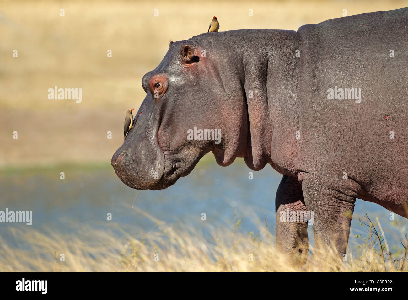 Ippopotamo (Hippopotamus amphibius) con oxpecker uccelli, Sabie-Sand riserva naturale, Sud Africa Foto Stock