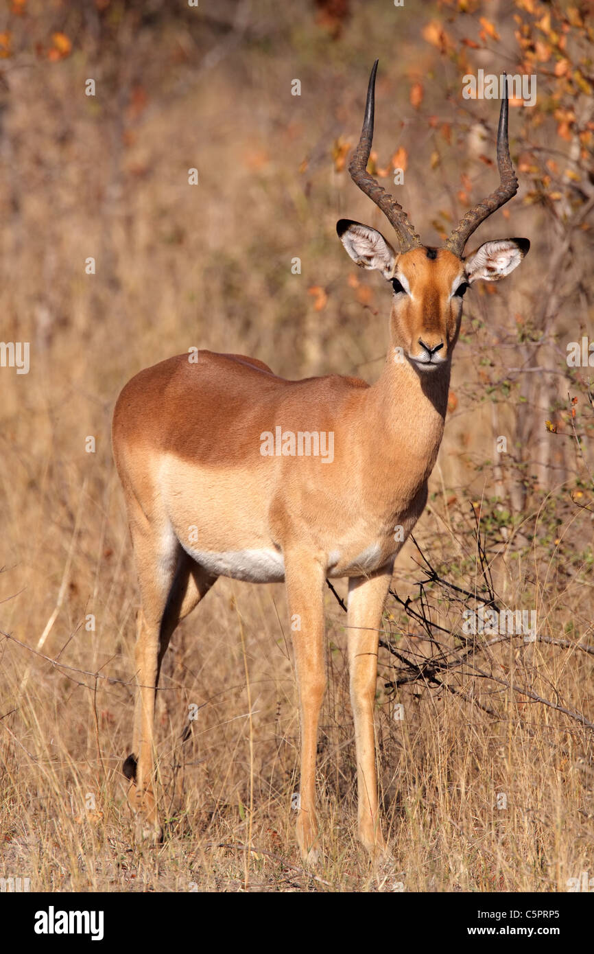 Maschio di antilope impala (Aepyceros melampus), Kruger National Park, Sud Africa Foto Stock