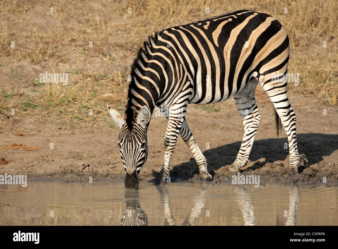 Una pianura (Burchell) Zebra (Equus quagga) acqua potabile, Sabie-Sand riserva naturale, Sud Africa Foto Stock