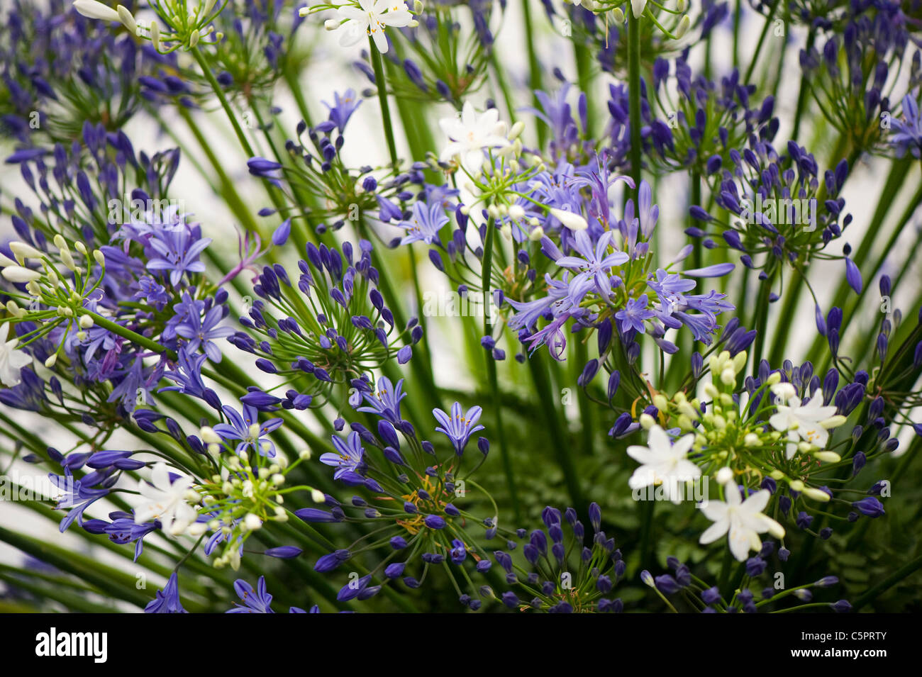Una macro immagine di Allium Hollandicum 'viola sensazione' le teste dei fiori Foto Stock