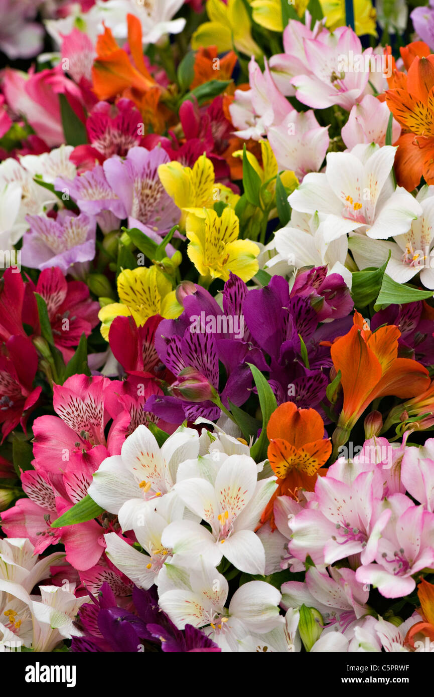 Piselli dolci - Lathyrus odoratus Foto Stock