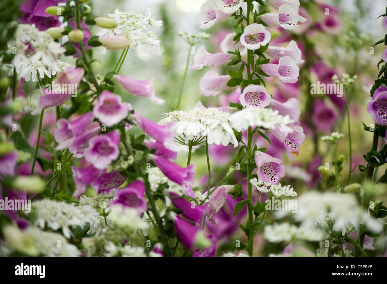 Sfumature pastello di Hollyhock fiori - Alcea Foto Stock