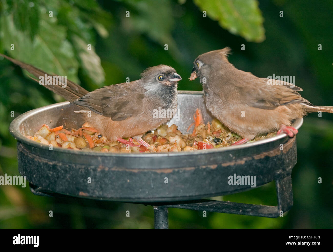 Chiazzato Mousebirds (colius striatus) alimentazione insieme Foto Stock