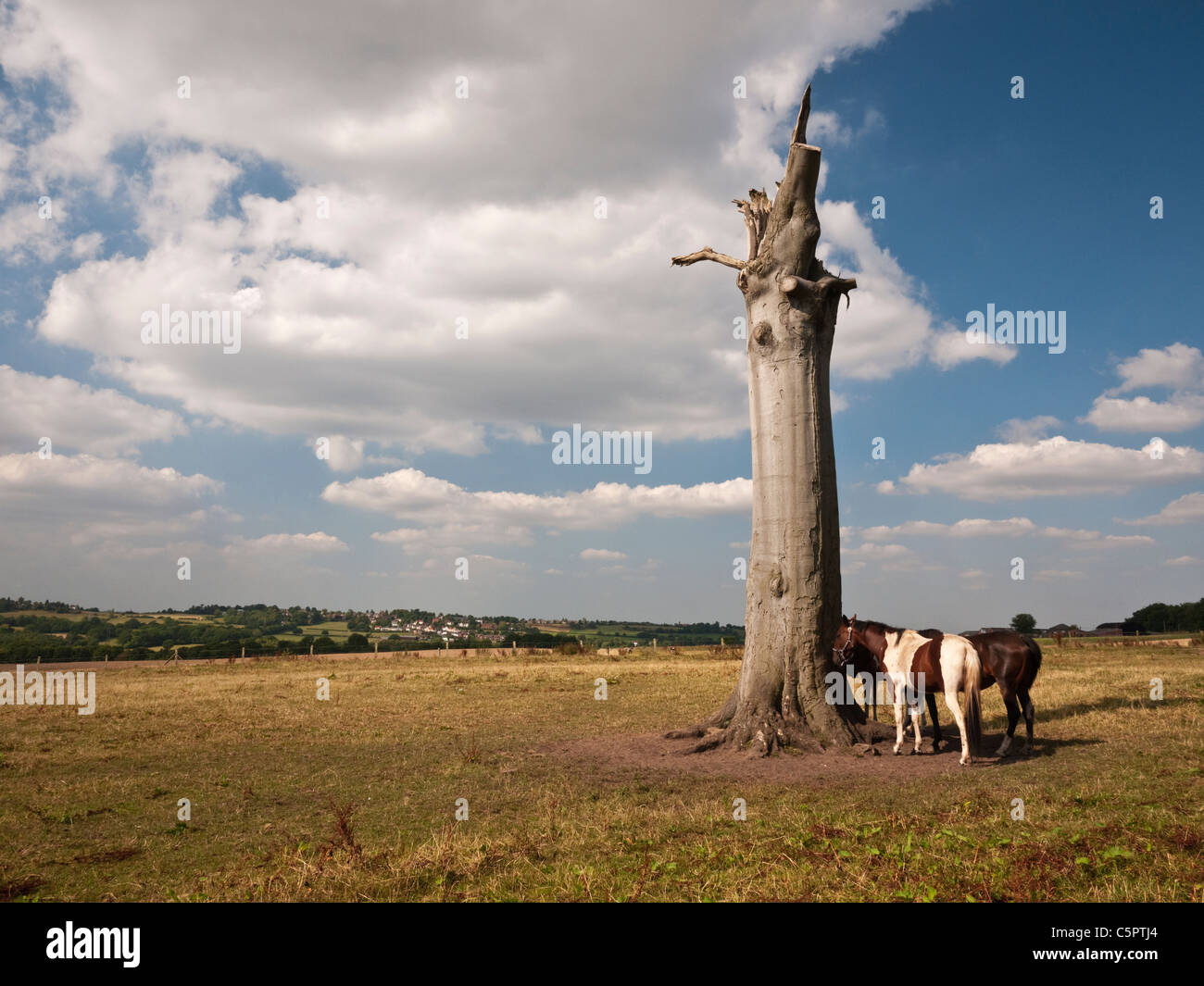 I cavalli di ripararsi dal sole all'ombra di morte del faggio moncone , South Staffs, Inghilterra Foto Stock