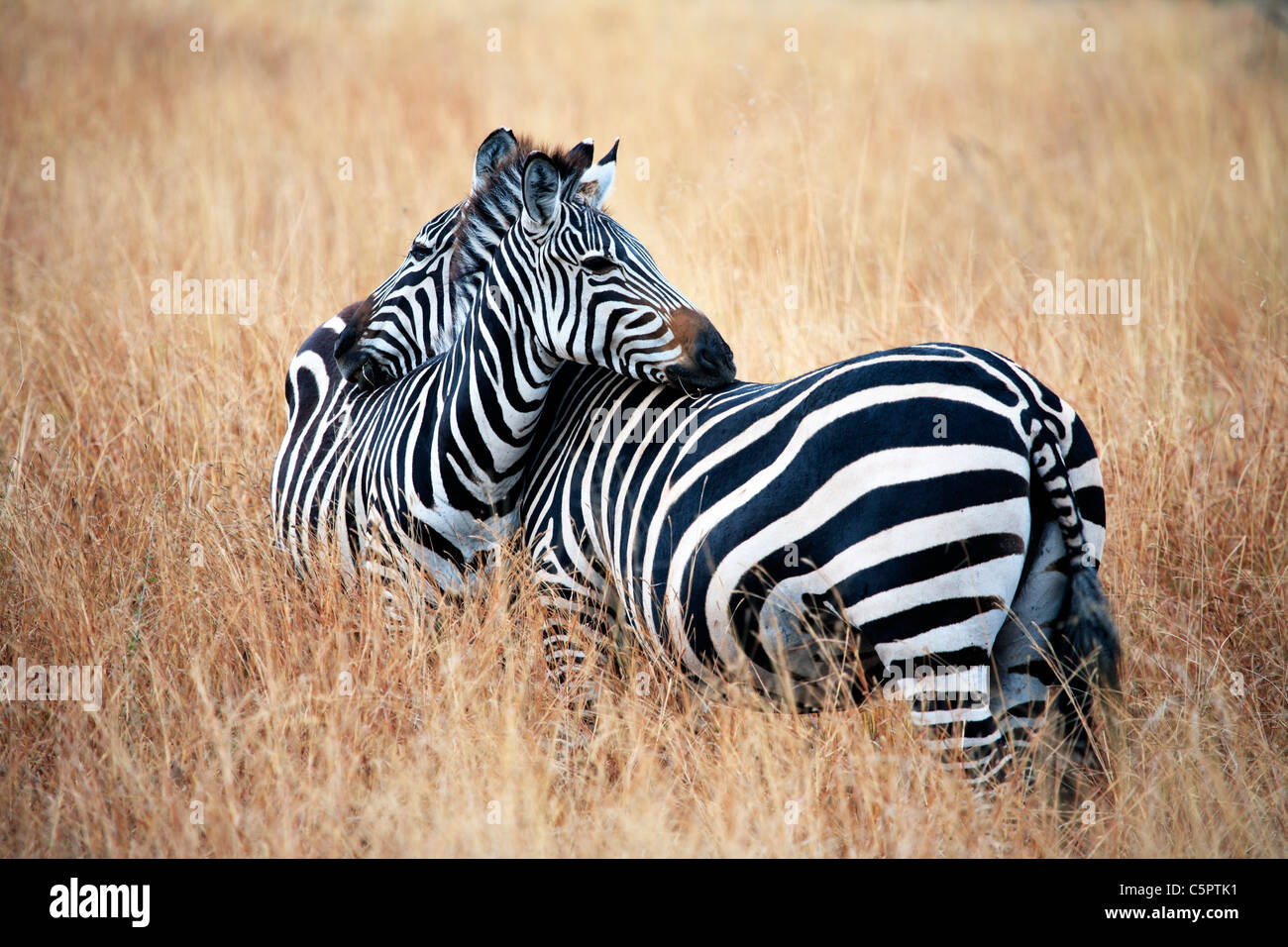Equus quagga (Zebra), il Parco Nazionale di Tarangire e, Tanzania Foto Stock