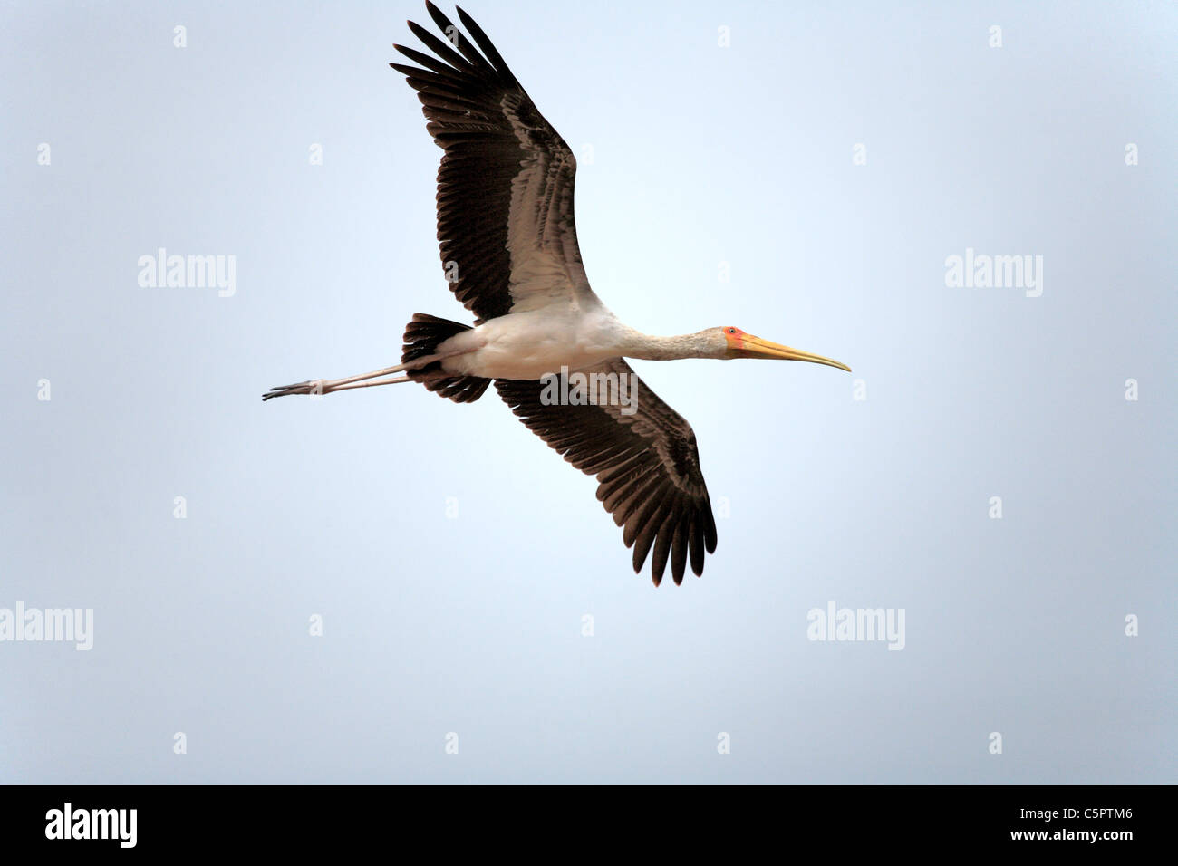 Lake Manyara National Park, Tanzania Foto Stock