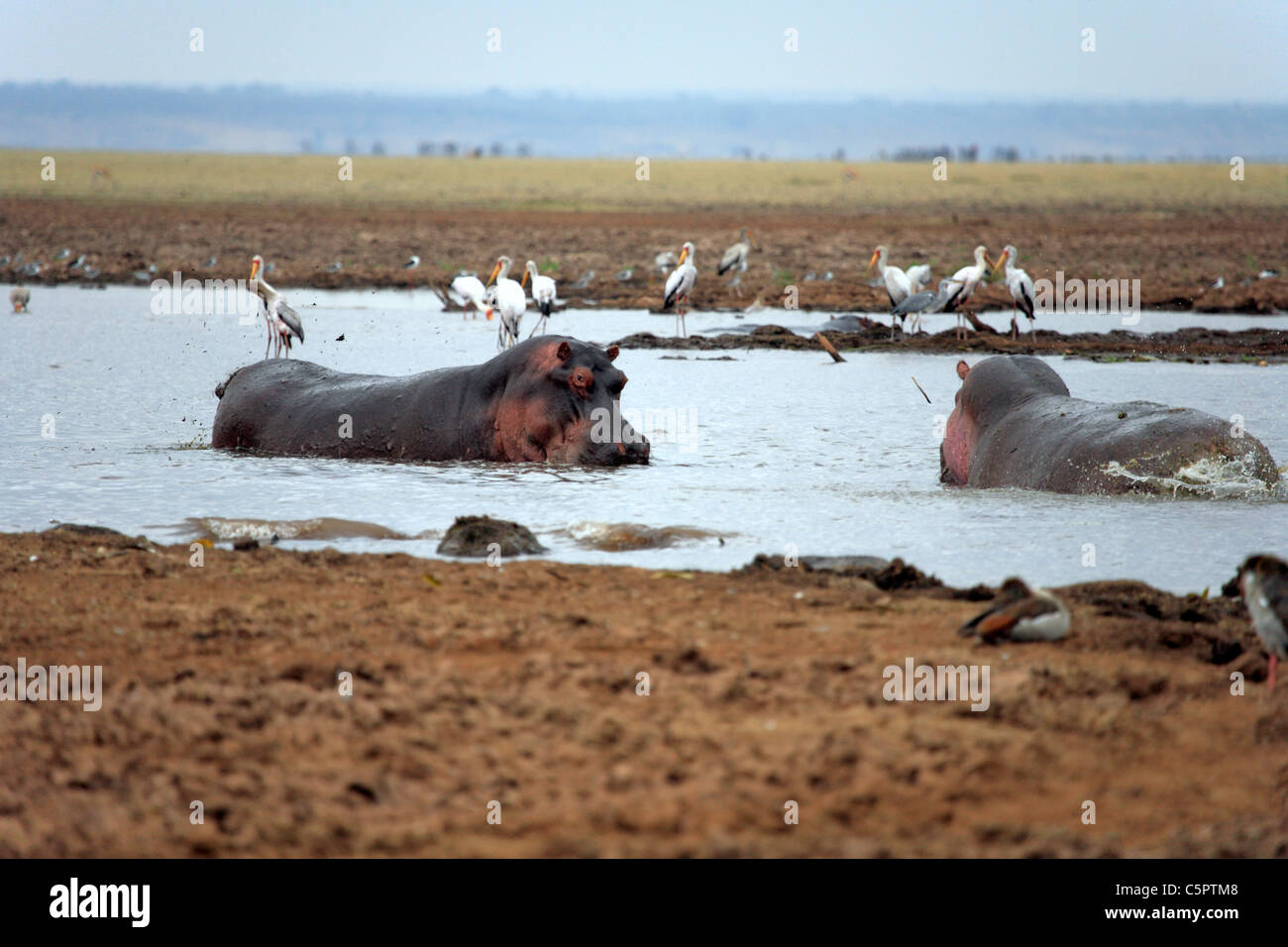 Hippopotamus amphibius (ippopotamo), il Lago Manyara National Park, Tanzania Foto Stock