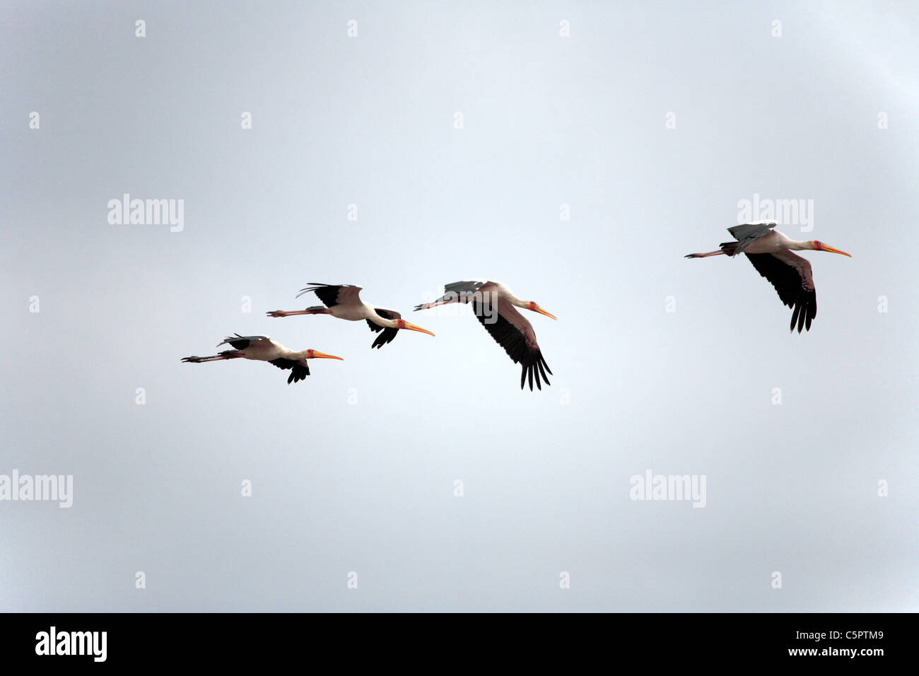 Lake Manyara National Park, Tanzania Foto Stock