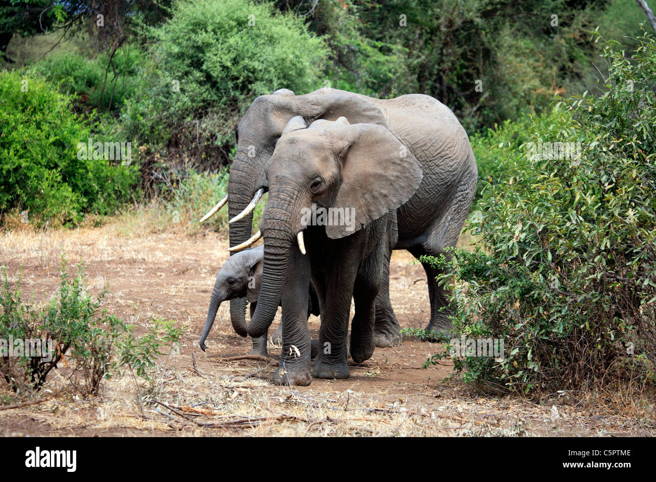Loxodonta africana (elefante), il Lago Manyara National Park, Tanzania Foto Stock