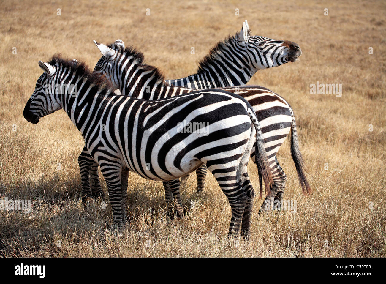 Equus quagga (Zebra), Ngorongoro Conservation Area, Tanzania Foto Stock