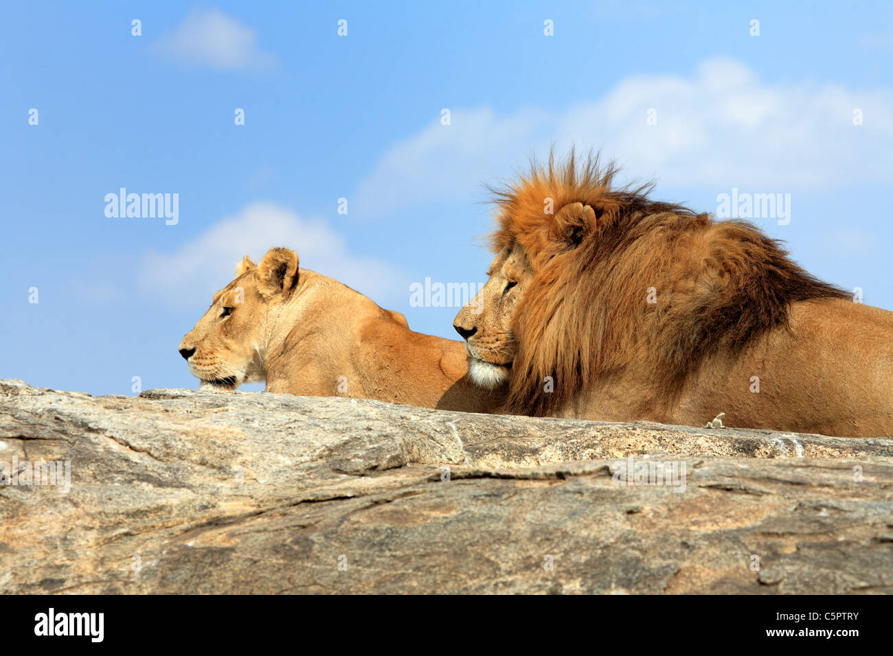 Panthera leo (Lion), il Parco Nazionale del Serengeti, Tanzania Foto Stock