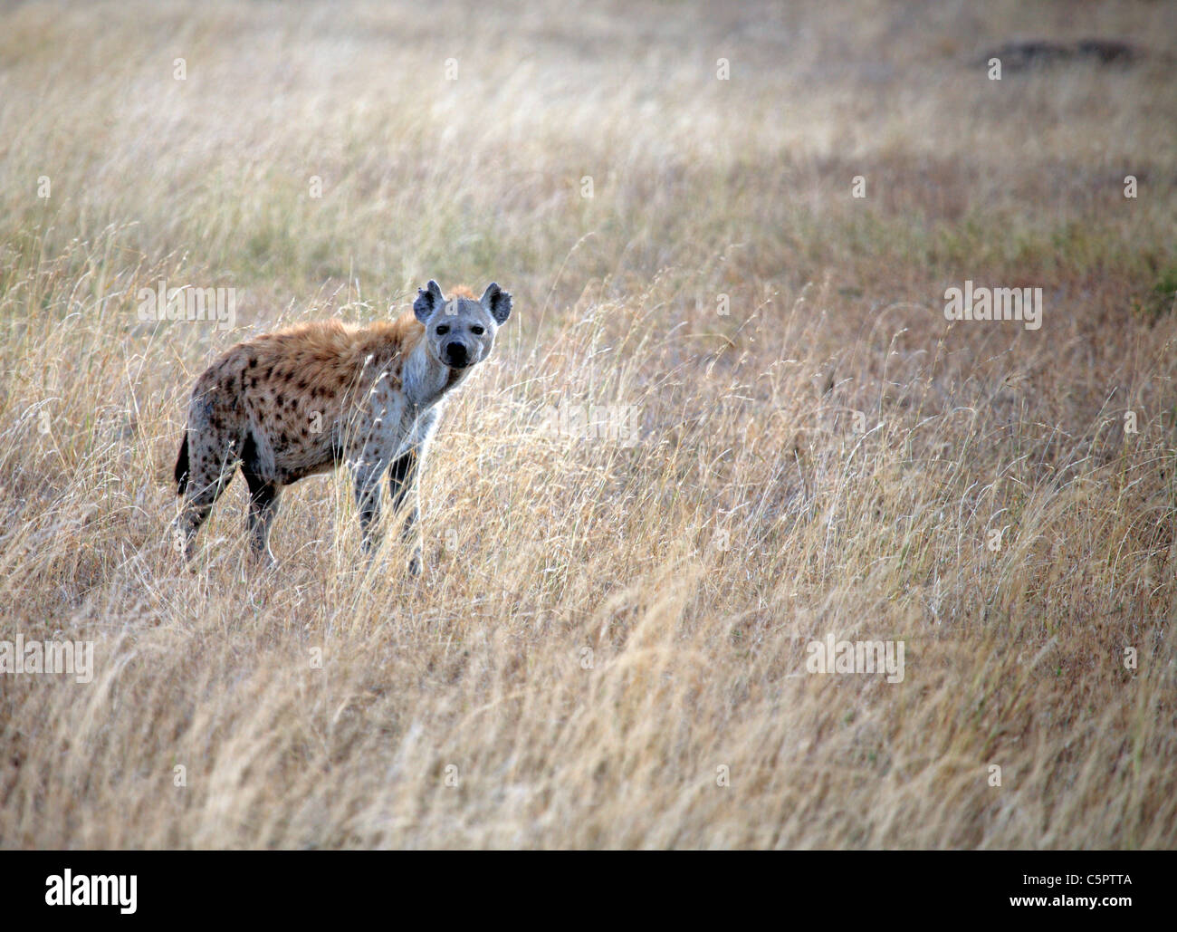 Crocuta crocuta (Spotted Iena), Rift Valley, Tanzania Foto Stock