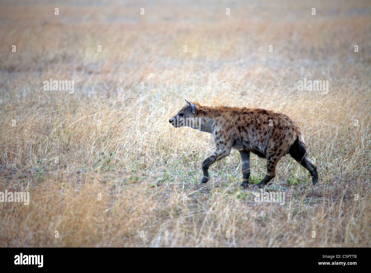 Crocuta crocuta (Spotted Iena), Rift Valley, Tanzania Foto Stock
