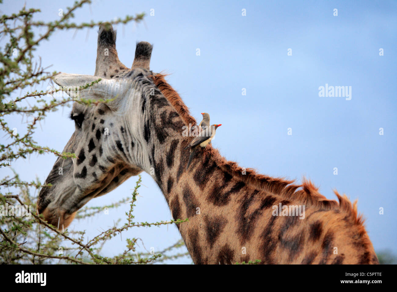 Giraffa camelopardalis (Giraffe), il Parco Nazionale del Serengeti, Tanzania Foto Stock