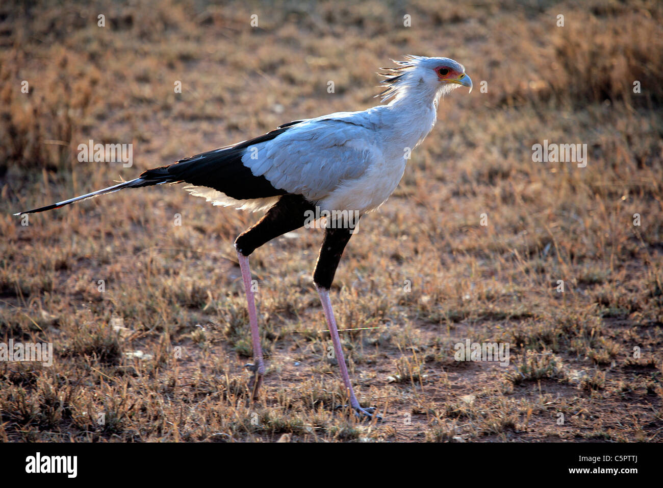 Segretario bird (Sagittarius serpentarius), il Parco Nazionale del Serengeti, Tanzania Foto Stock