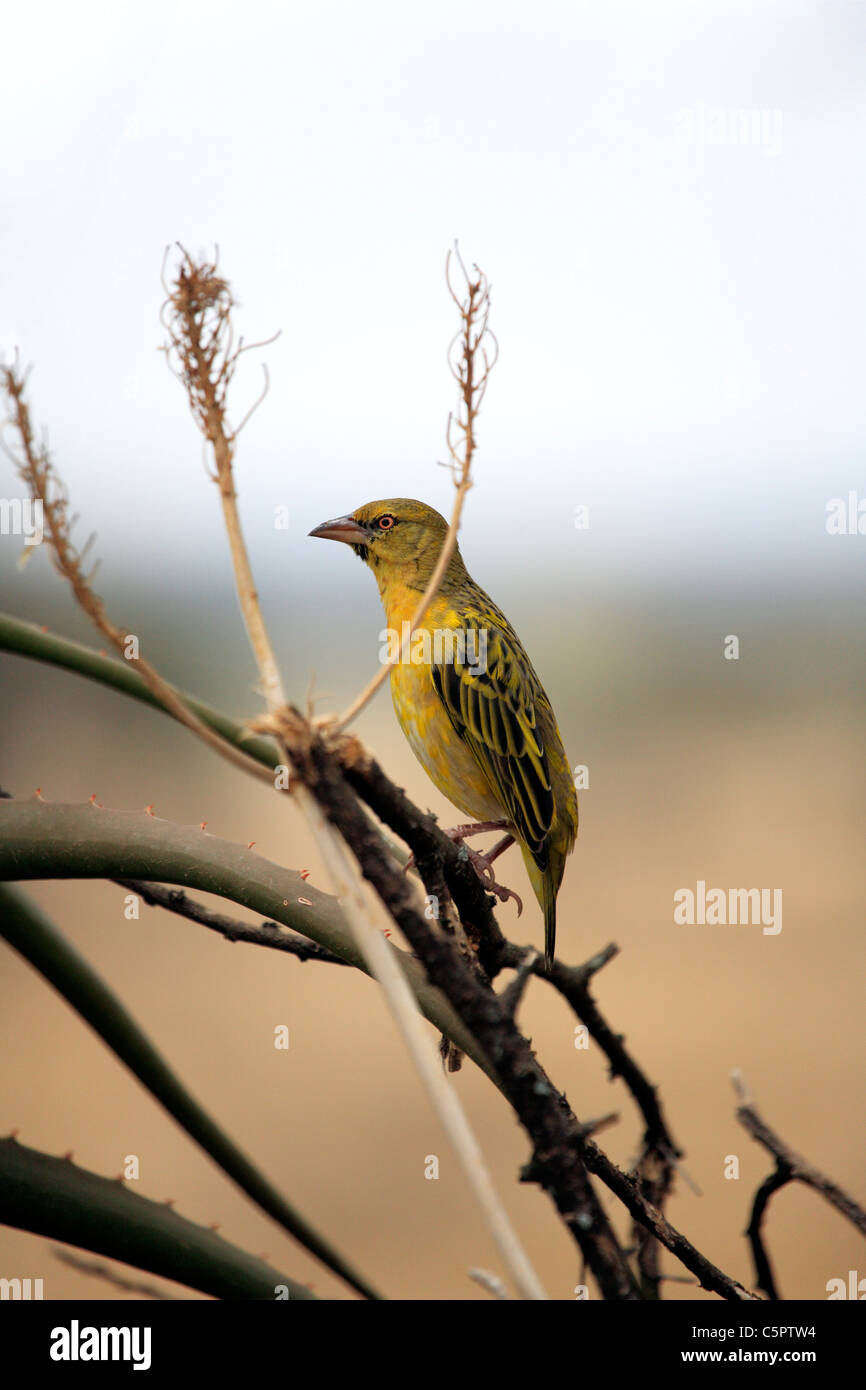 Uccello, Serengeti National Park, Tanzania Foto Stock
