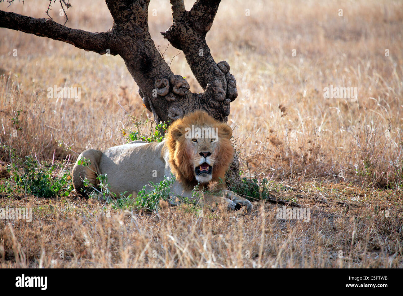 Panthera leo (Lion), il Parco Nazionale del Serengeti, Tanzania Foto Stock
