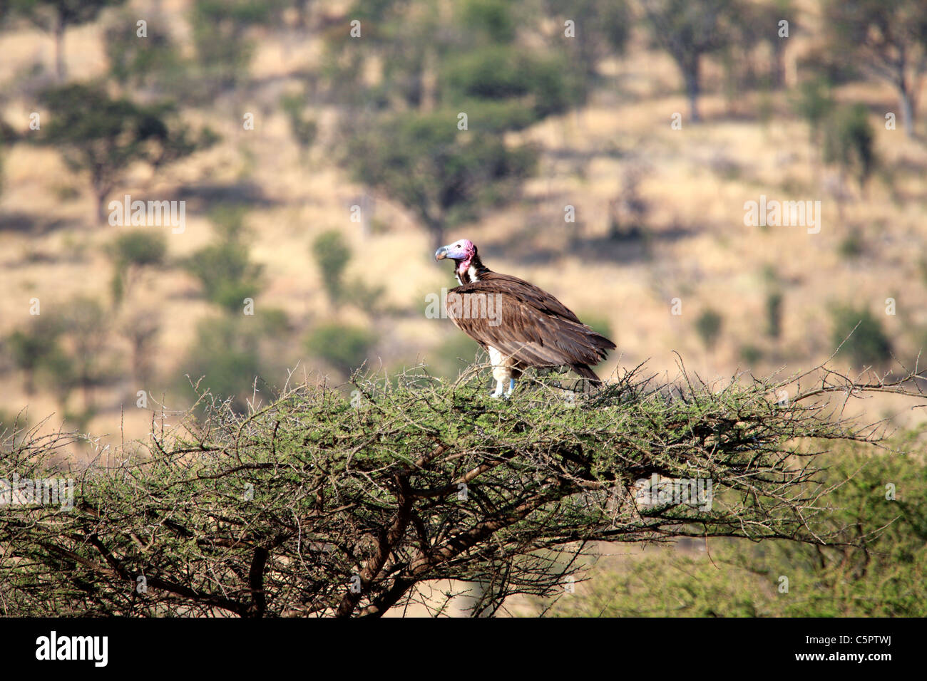 White-backed Vulture (Gyps africanus), il Parco Nazionale del Serengeti, Tanzania Foto Stock