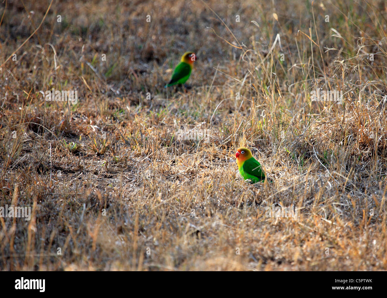 Parco Nazionale del Serengeti, Tanzania Foto Stock