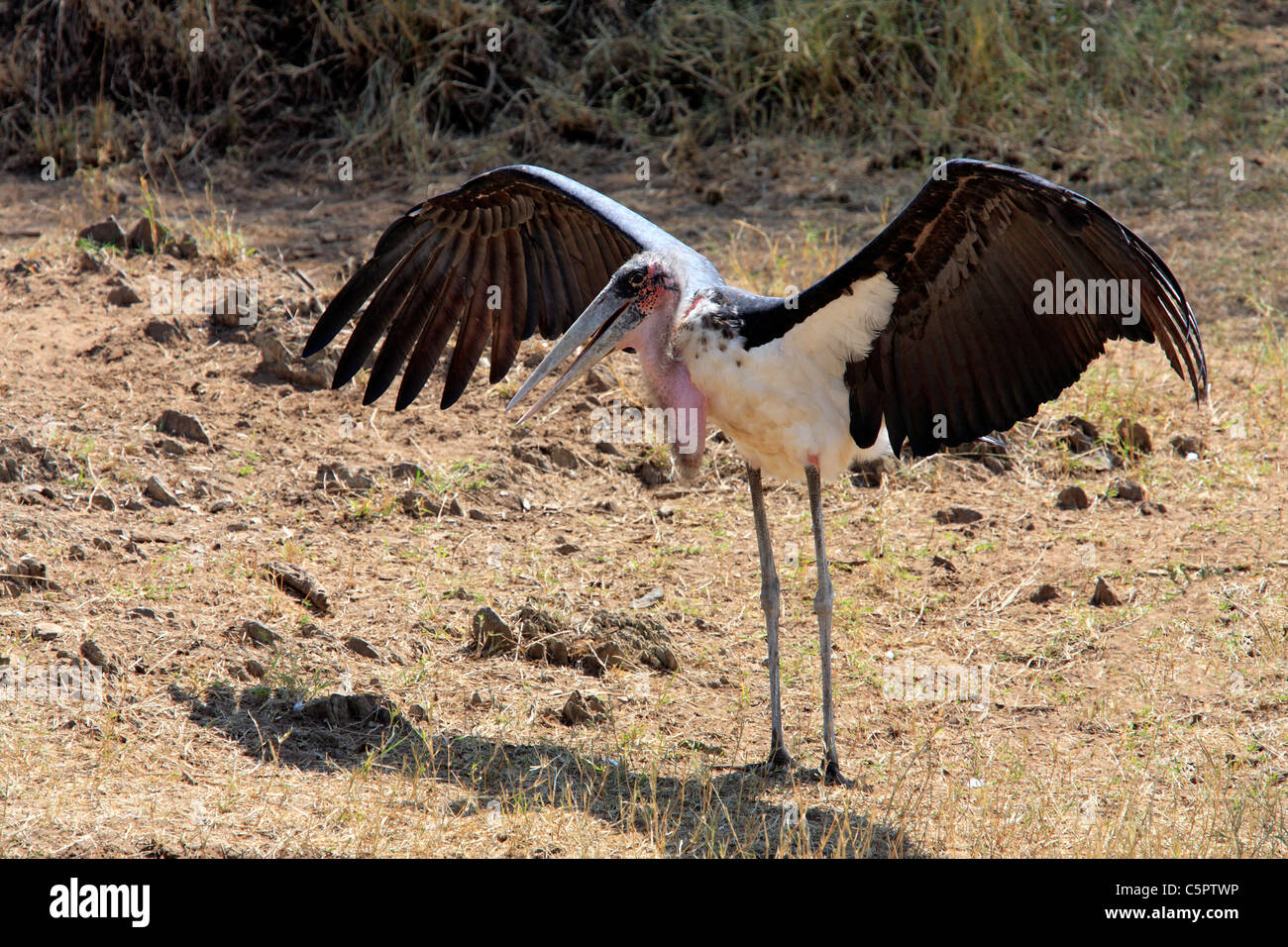 Parco Nazionale del Serengeti, Tanzania Foto Stock