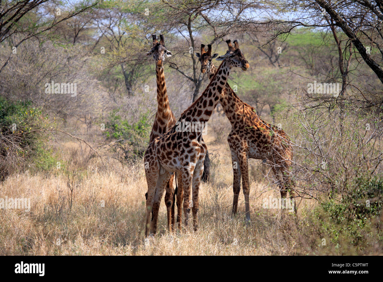 Giraffa camelopardalis (Giraffe), il Parco Nazionale del Serengeti, Tanzania Foto Stock
