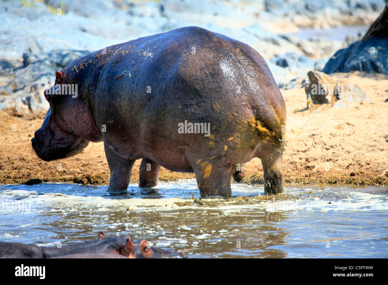 Hippopotamus amphibius (ippopotamo), il Parco Nazionale del Serengeti, Tanzania Foto Stock