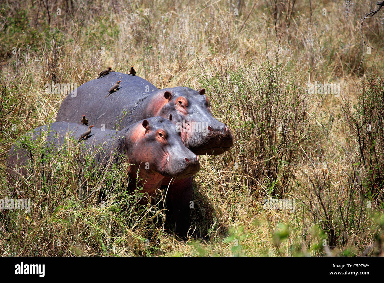 Hippopotamus amphibius (ippopotamo), il Parco Nazionale del Serengeti, Tanzania Foto Stock
